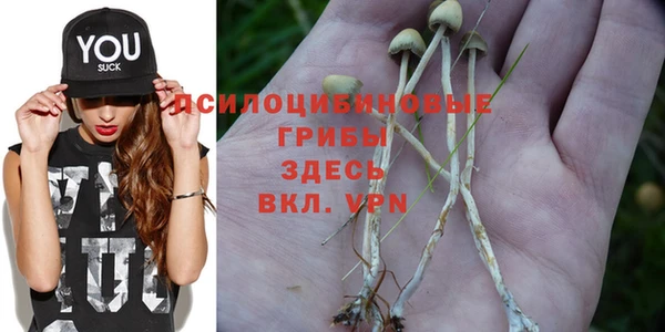 крисы Алзамай
